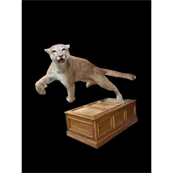 Life-sized "Leaping" MOUNTAIN LION or COUGAR on a Wood Habitat Base