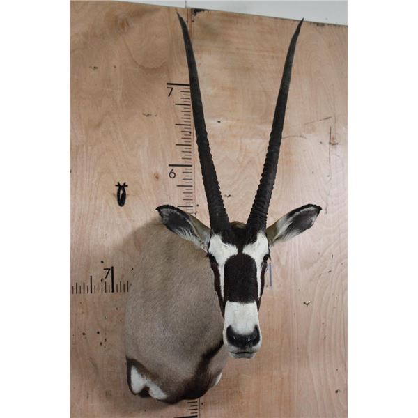 XXL *Trophy Sized* GEMSBOK Shoulder Mount