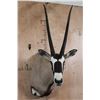 Image 1 : XXL *Trophy Sized* GEMSBOK Shoulder Mount