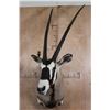 Image 2 : XXL *Trophy Sized* GEMSBOK Shoulder Mount