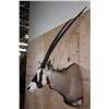 Image 3 : XXL *Trophy Sized* GEMSBOK Shoulder Mount