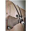Image 4 : XXL *Trophy Sized* GEMSBOK Shoulder Mount