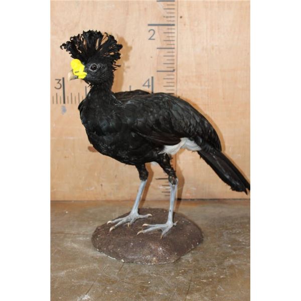 Big GREAT CURASSOW Bird Mounted on a Natural Base