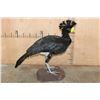 Image 2 : Big GREAT CURASSOW Bird Mounted on a Natural Base