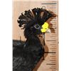 Image 3 : Big GREAT CURASSOW Bird Mounted on a Natural Base