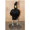 Image 4 : Big GREAT CURASSOW Bird Mounted on a Natural Base