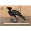 Image 5 : Big GREAT CURASSOW Bird Mounted on a Natural Base
