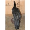 Image 6 : Big GREAT CURASSOW Bird Mounted on a Natural Base