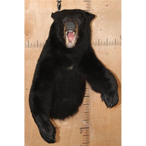 "Snarling" Half-body BLACK BEAR Mount