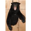 Image 1 : "Snarling" Half-body BLACK BEAR Mount