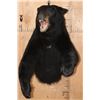 Image 2 : "Snarling" Half-body BLACK BEAR Mount