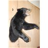 Image 4 : "Snarling" Half-body BLACK BEAR Mount
