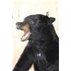 Image 5 : "Snarling" Half-body BLACK BEAR Mount