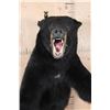 Image 6 : "Snarling" Half-body BLACK BEAR Mount