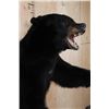 Image 7 : "Snarling" Half-body BLACK BEAR Mount