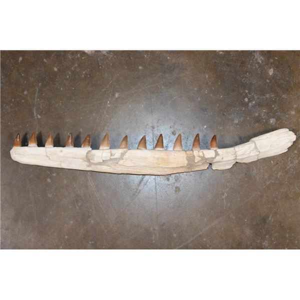 XL Fossilized MOSASAUR Jaw Section with 12 Fully Rooted Teeth