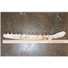 Image 2 : XL Fossilized MOSASAUR Jaw Section with 12 Fully Rooted Teeth