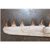 Image 3 : XL Fossilized MOSASAUR Jaw Section with 12 Fully Rooted Teeth