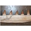 Image 4 : XL Fossilized MOSASAUR Jaw Section with 12 Fully Rooted Teeth