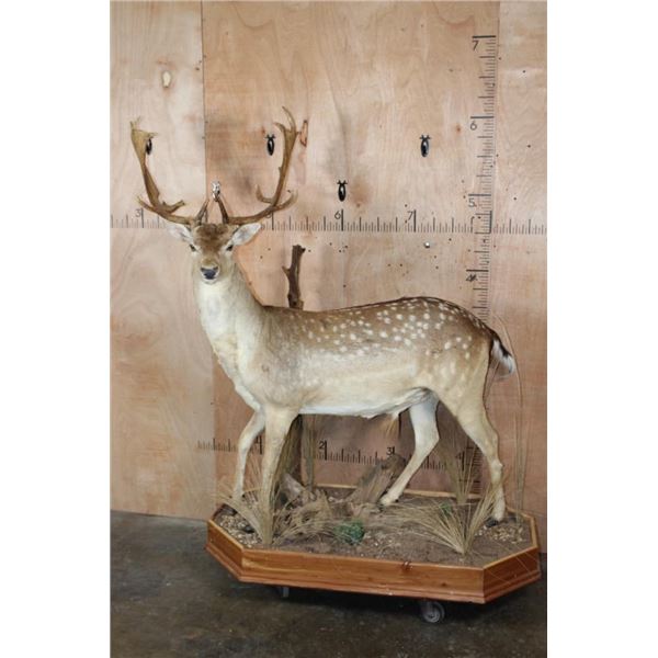 Life-sized 19-Point FALLOW DEER Mounted on a Habitat Base