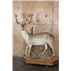 Image 1 : Life-sized 19-Point FALLOW DEER Mounted on a Habitat Base