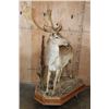 Image 2 : Life-sized 19-Point FALLOW DEER Mounted on a Habitat Base