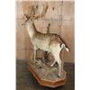 Image 3 : Life-sized 19-Point FALLOW DEER Mounted on a Habitat Base