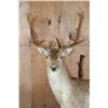 Image 4 : Life-sized 19-Point FALLOW DEER Mounted on a Habitat Base