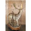 Image 5 : Life-sized 19-Point FALLOW DEER Mounted on a Habitat Base