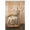 Image 6 : Life-sized 19-Point FALLOW DEER Mounted on a Habitat Base