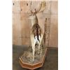 Image 7 : Life-sized 19-Point FALLOW DEER Mounted on a Habitat Base