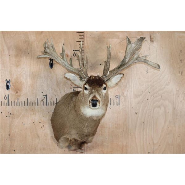 XL 30-Point Non-Typical WHITETAIL DEER Shoulder Mount with Palmated Antlers