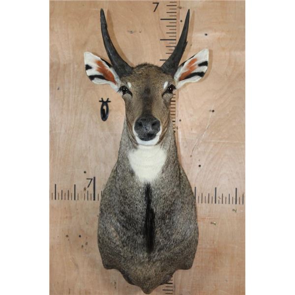 XXL *Trophy Sized* NILGAI Bull Shoulder Mount