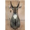 Image 1 : XXL *Trophy Sized* NILGAI Bull Shoulder Mount