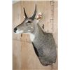 Image 2 : XXL *Trophy Sized* NILGAI Bull Shoulder Mount