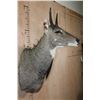 Image 3 : XXL *Trophy Sized* NILGAI Bull Shoulder Mount