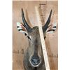 Image 4 : XXL *Trophy Sized* NILGAI Bull Shoulder Mount