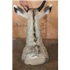 Image 5 : XXL *Trophy Sized* NILGAI Bull Shoulder Mount