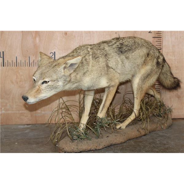Life-sized COYOTE on a Natural Habitat Base