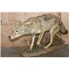 Image 1 : Life-sized COYOTE on a Natural Habitat Base