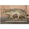 Image 2 : Life-sized COYOTE on a Natural Habitat Base