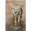 Image 3 : Life-sized COYOTE on a Natural Habitat Base