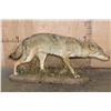 Image 4 : Life-sized COYOTE on a Natural Habitat Base