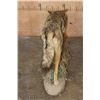 Image 5 : Life-sized COYOTE on a Natural Habitat Base