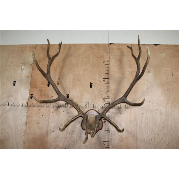 XXL 14-Point ELK Antler Rack Mounted on a Wood Plaque
