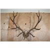 Image 1 : XXL 14-Point ELK Antler Rack Mounted on a Wood Plaque