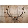 Image 2 : XXL 14-Point ELK Antler Rack Mounted on a Wood Plaque