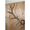 Image 3 : XXL 14-Point ELK Antler Rack Mounted on a Wood Plaque