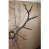 Image 4 : XXL 14-Point ELK Antler Rack Mounted on a Wood Plaque
