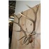 Image 5 : XXL 14-Point ELK Antler Rack Mounted on a Wood Plaque